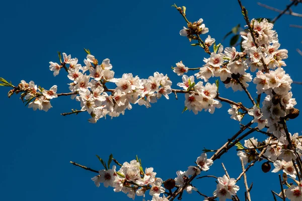 Eine Nahaufnahme Eines Blühenden Baumes Bei Tageslicht — Stockfoto