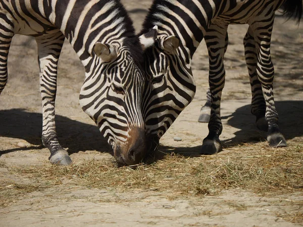 Beautiful Shot Two Zebras Eating Hay Ground Enclosure Zoo Sunny — Stock Photo, Image