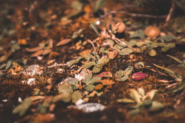 地面から成長する小さな葉を持つ植物のクローズアップショット — ストック写真