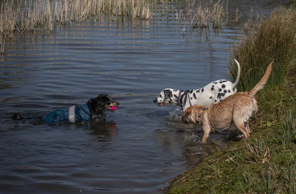 Köpek Suda Eğleniyor — Stok fotoğraf