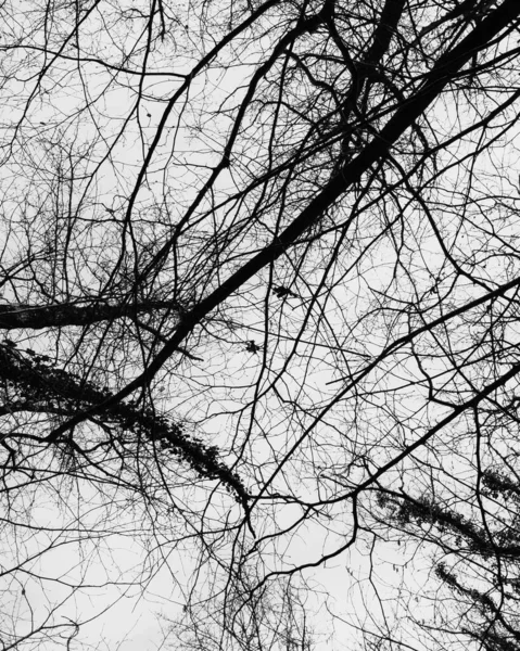 乾燥した木の枝の垂直低角度のグレースケールショット — ストック写真