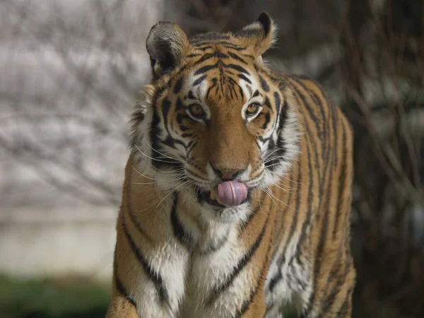 Primer Plano Tigre Bengala Sacando Lengua Mientras Camina Recinto Zoológico — Foto de Stock