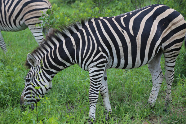 The Beautiful shot of a zebra in African safari