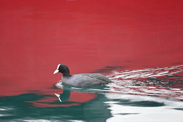 Primer Plano Pollo Mar Pico Blanco Suelo Rojo — Foto de Stock