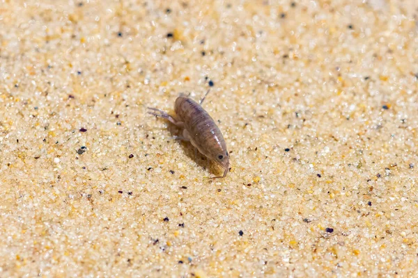 Sand Hopper Talitrus Saltator Small Crustacean Sand — Stock Photo, Image