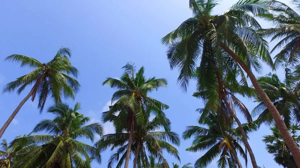 Niskokątne Ujęcie Palm Dzień — Zdjęcie stockowe