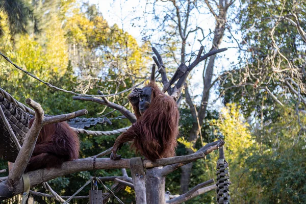 Två Orangutanger Trädgren — Stockfoto