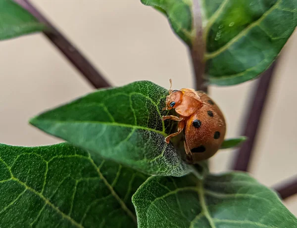 Gros Plan Scarabée Mexicain Sur Des Feuilles Vertes — Photo