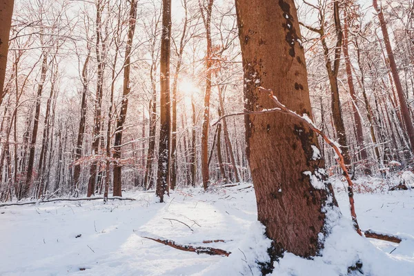 Una Hermosa Vista Los Árboles Cubiertos Nieve Bosque Feldberg Alemania —  Fotos de Stock