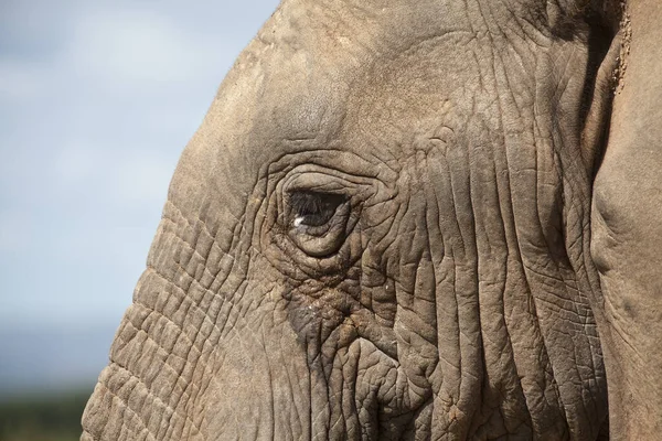 A closeup shot of an elephant face with wrinkled skin and its eye
