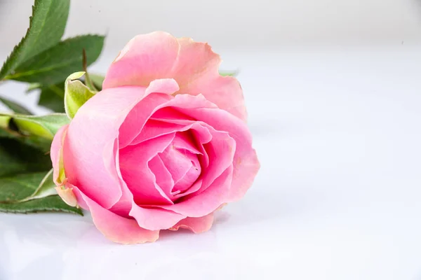 Rose Isolated White Background — Stock Photo, Image