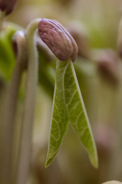 Una Toma Enfoque Macro Una Planta Verde Brotando Jardín Día —  Fotos de Stock