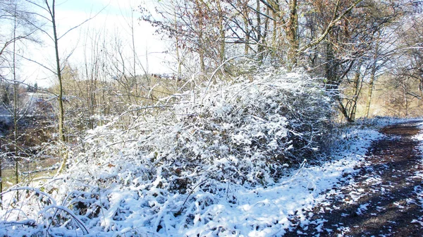 Caminho Folhagem Parcialmente Coberto Neve Entre Algumas Árvores Sem Folhas — Fotografia de Stock