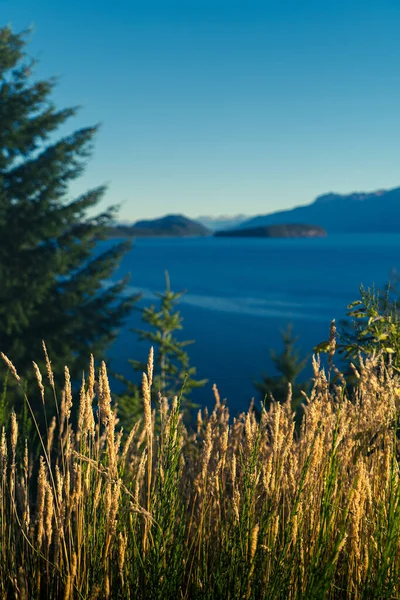 Eine Vertikale Aufnahme Von Wiesenpflanzen Auf Dem Hintergrund Des Sees — Stockfoto