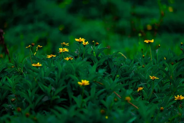 Ormanda Yeşil Yapraklı Sarı Tereyağlı Papatya Çiçeklerinin Manzarası — Stok fotoğraf