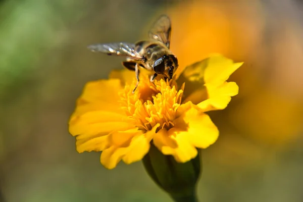 Primer Plano Abeja Una Flor — Foto de Stock