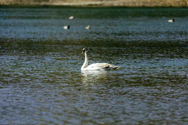 Cisne Tundra Pequeno Cisne Holártico Dois Táxons Dentro Dele São — Fotografia de Stock