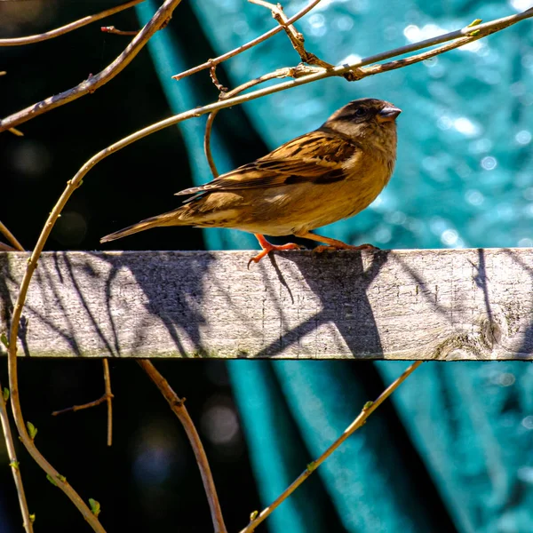 Vertical Closeup Shot Old World Sparrow Standing Timber Blue Black — Stock Photo, Image