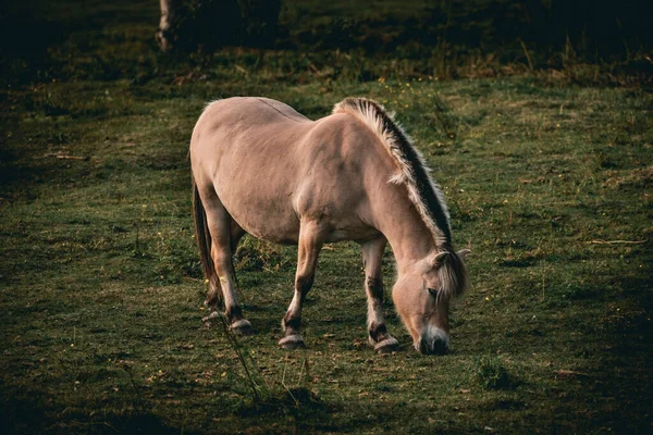 Ytlig Fokusbild Fjordhäst Som Betar Grön Gräsmark Dagtid Norge — Stockfoto