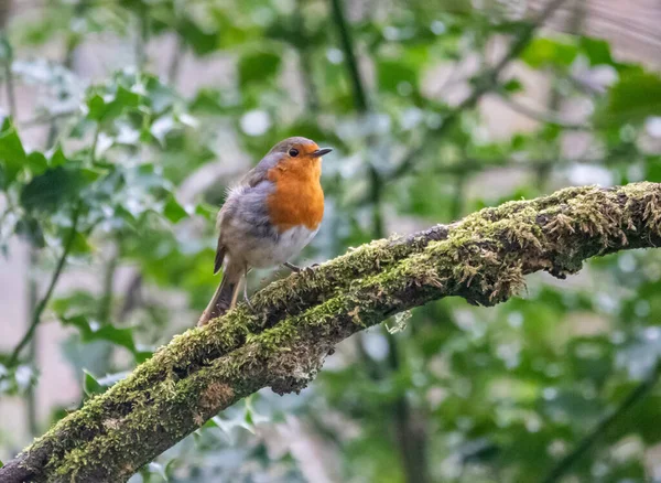 Nahaufnahme Eines Rotkehlchens Das Auf Dem Ast Eines Baumes Steht — Stockfoto