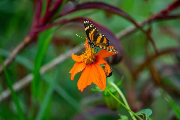 Egy Gyönyörű Pillangó Közelsége Egy Virágon Kertben — Stock Fotó