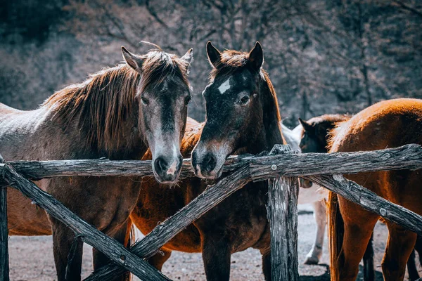 Nahaufnahme Von Pferden Auf Dem Hof — Stockfoto