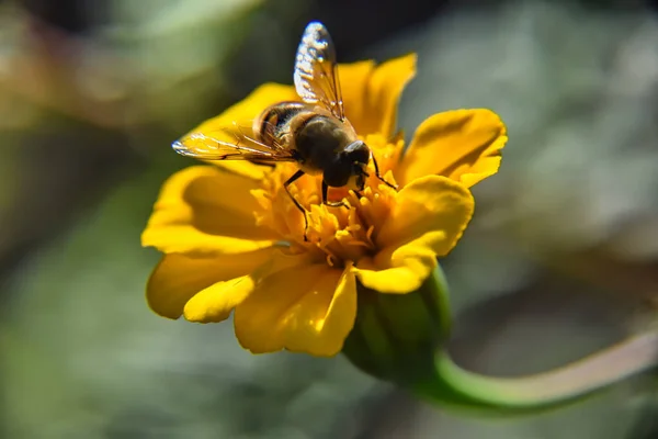 花上的蜜蜂特写镜头 — 图库照片