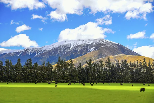 Una Vista Panorámica Campo Verde Con Vacas Los Alpes Con — Foto de Stock