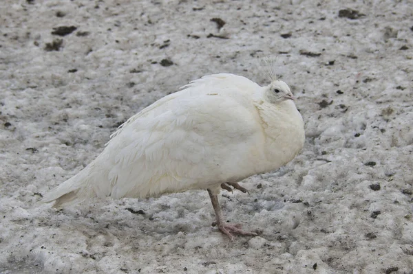 Ein Exotischer Weißer Pfau Auf Schneegefrorenem Boden — Stockfoto