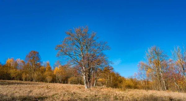 スロバキアの森の中の木の美しい景色 — ストック写真