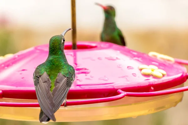 Selective Focus Shot Green Crowned Brilliant Hummingbird Drinking Nectar Bird — Stock Photo, Image