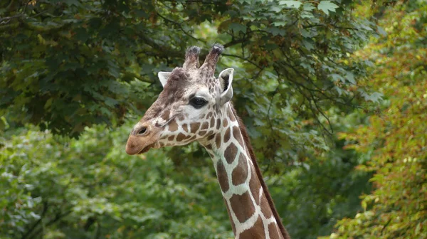 Una Jirafa Zoológico Frankfurt Alemania — Foto de Stock