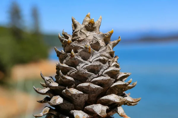 Closeup Shot Pine Cone — Stock Photo, Image
