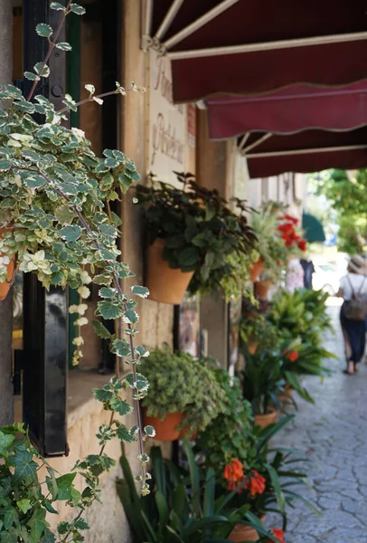 A photo of hanged ivy plants and other plants on the floor by a building in Valdemossa, Mallorca, Spain