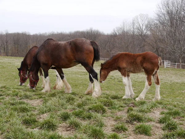 ミズーリ州ブーンビルのウォームスプリングス牧場での彼女の馬の放牧とバドワイザー クライズデール — ストック写真