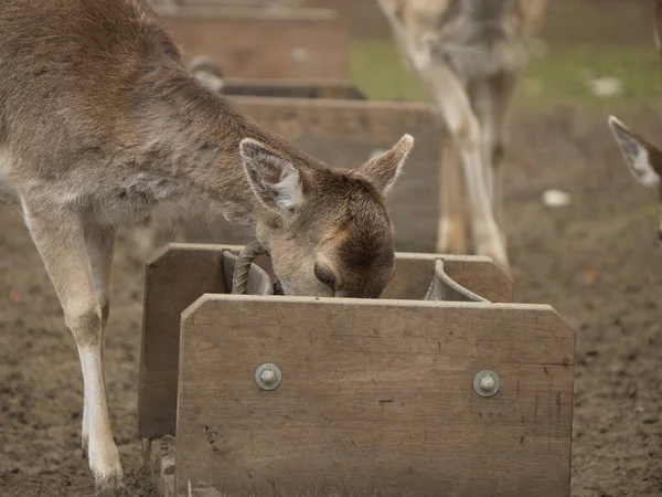 Closeup Shot Deer Eating Zoo Yhe Blurred Background — Stock Photo, Image