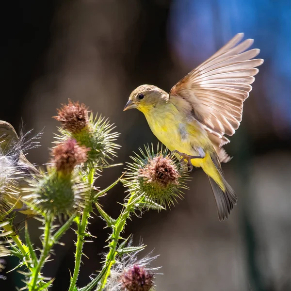 Closeup Shot Greenfinch Bird Trying Settle Thistle Plant Blurry Background — Stock Photo, Image