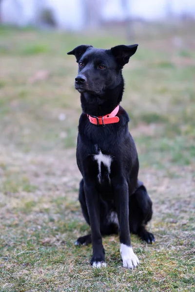 Eine Vertikale Aufnahme Eines Schwarzen Haushundes Der Freien Sitzt — Stockfoto