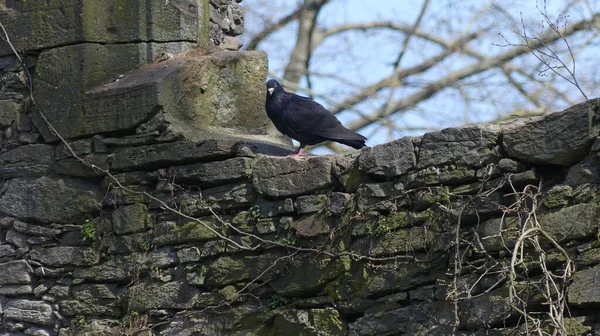 Duvarda Oturan Siyah Güvercin Panoramik Görüntüsü — Stok fotoğraf