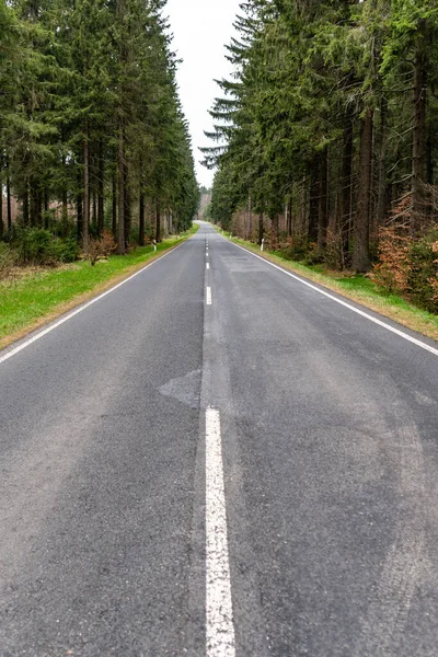 Vertical Shot Empty Asphalt Road Green Pine Trees — Stock Photo, Image