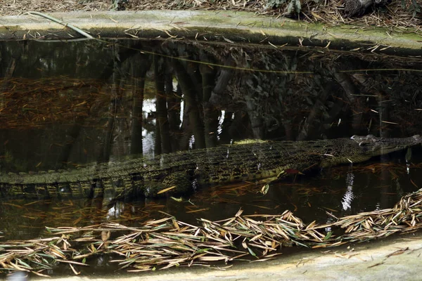 Uma Vista Crocodilo Água — Fotografia de Stock