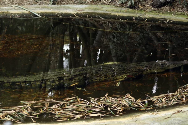 Vue Crocodile Dans Eau — Photo