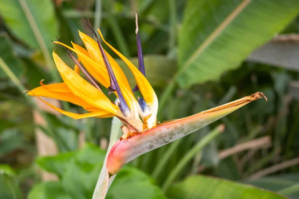 Une Belle Fleur Grue Oiseau Paradis Strelitzia Reginae Dans Jardin — Photo