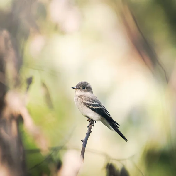 晴れた日に森の中の木の枝に木の毛虫の鳥のクローズアップ — ストック写真