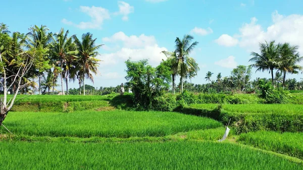 Живописный Вид Парк Экзотическими Деревьями Зеленой Травой Солнечный День Индонезии — стоковое фото