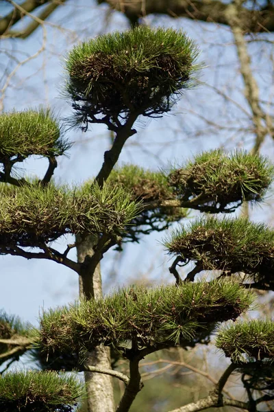 Japon Siyah Çam Ağacı — Stok fotoğraf