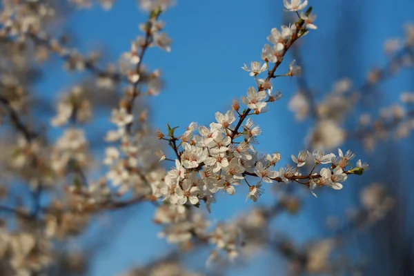 Branches Arbres Fleurs Blanches Foyer Sélectif Avec Autres Branches Floues — Photo