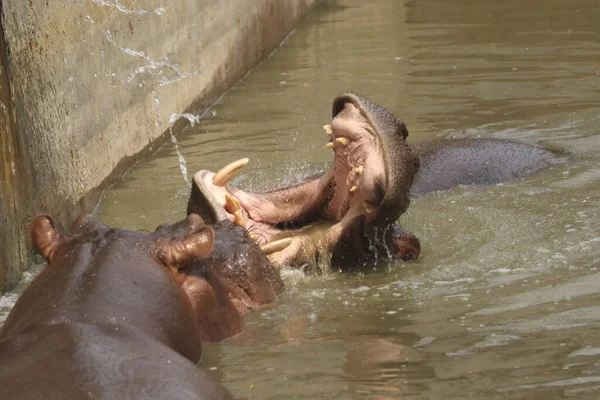 Grand Hippopotame Bouche Grande Ouverte Attendant Nourriture Dans Lac Dans — Photo