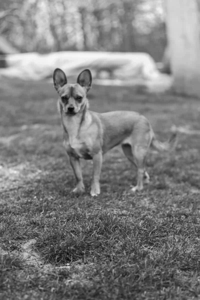 Uma Foto Tons Cinza Bonito Chihuahua Livre — Fotografia de Stock