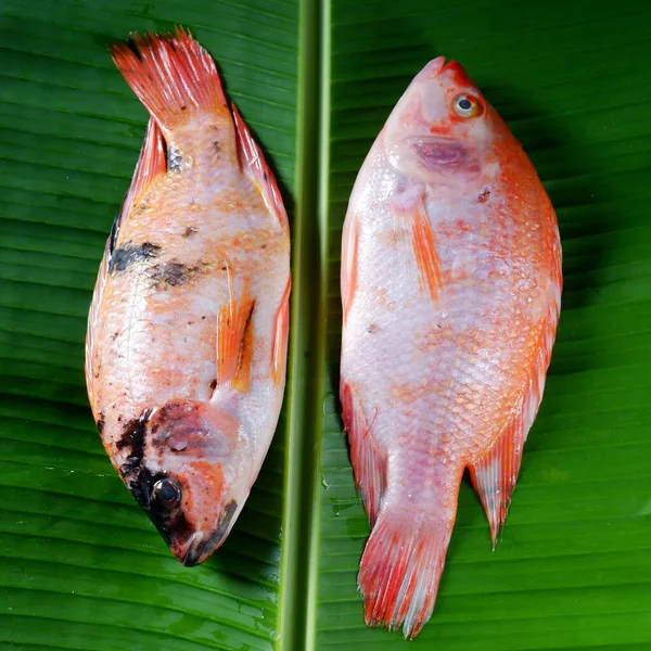 Taze Kırmızı Tilapia Balıkları Muz Yaprağı Arka Planında Izole Edilmiş — Stok fotoğraf